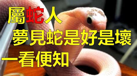 在家看到蛇是好是壞|夢到蛇到底是好是壞？專家這麼看